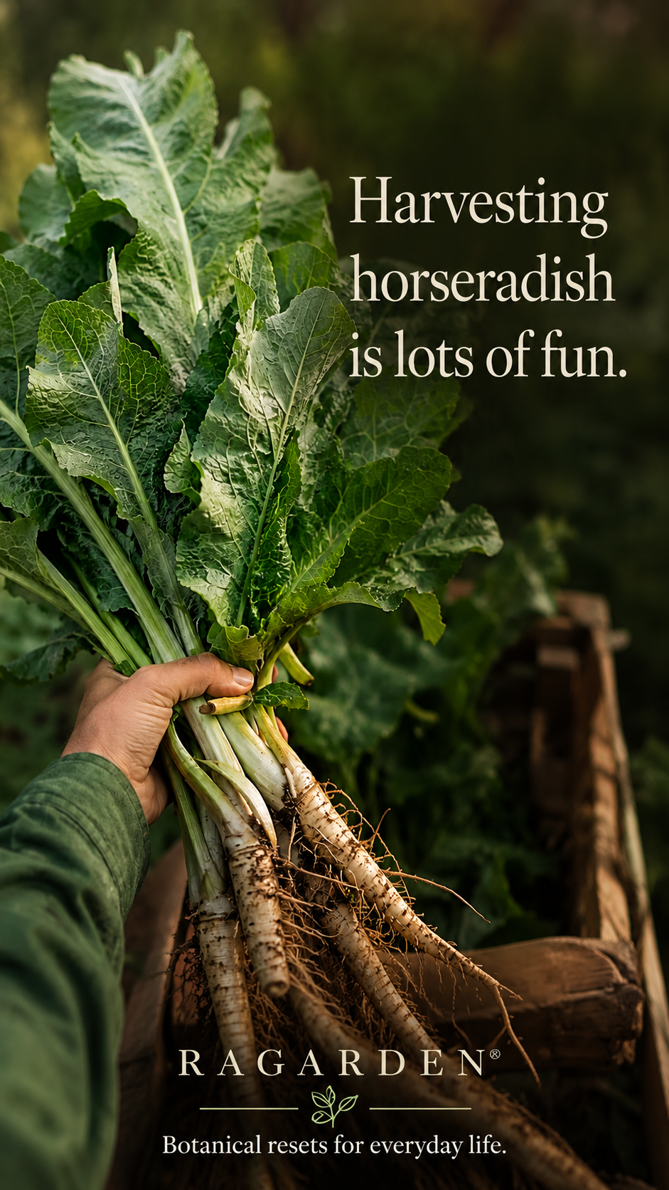 Hand holding fresh horseradish roots and green leaves in a wooden crate, with text: Harvesting horseradish is lots of fun.