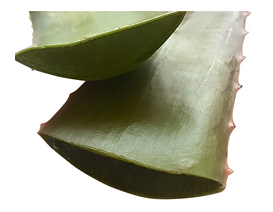 aloe vera 3000x3000.png