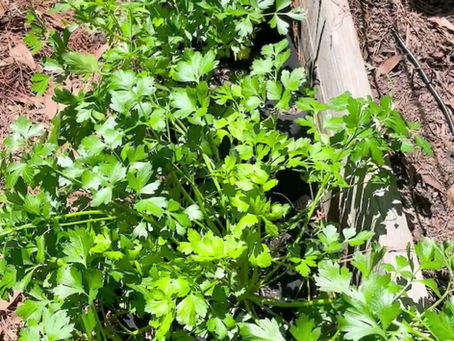 A little garden joy today 🌿Italian parsley growing strong in my raised bed. 