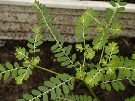 Some weeds can help with UTI