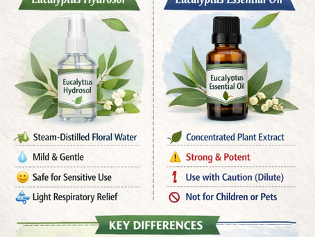 Eucalyptus Hydrosol vs Eucalyptus Essential Oil