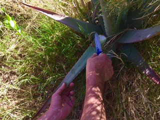 How to extract fresh aloe gel