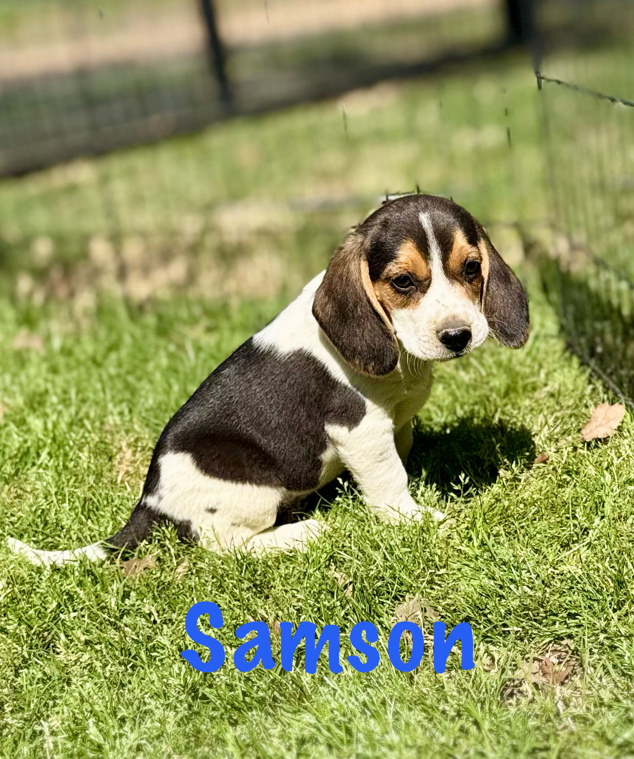 Samson