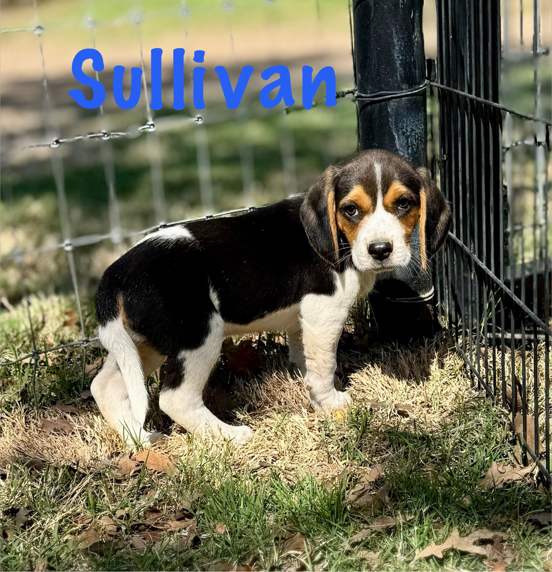 Sullivan