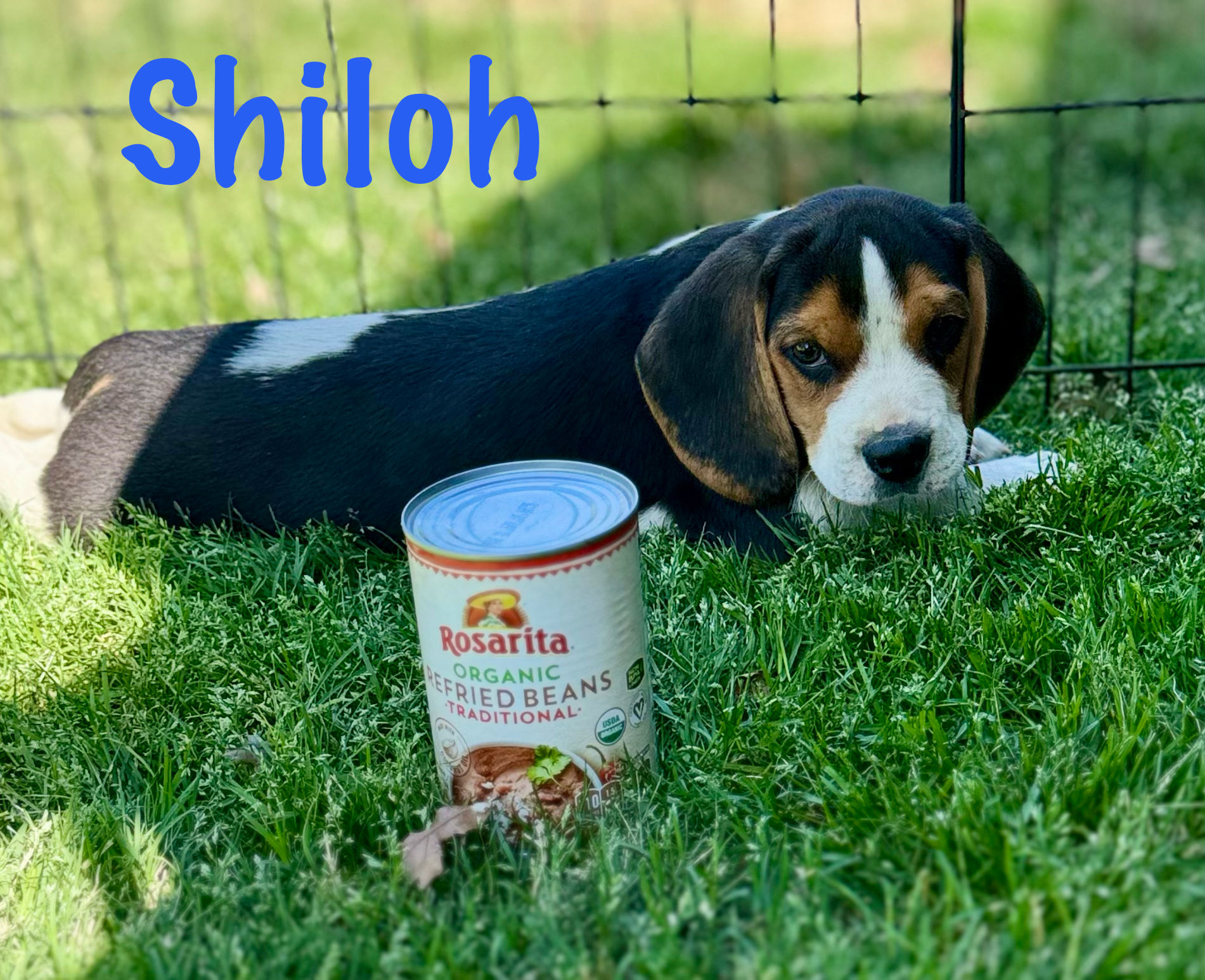 Shiloh