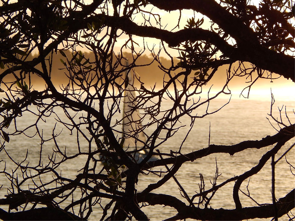Ghost vessel seen through witchety branches