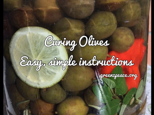 Curing your own Olives