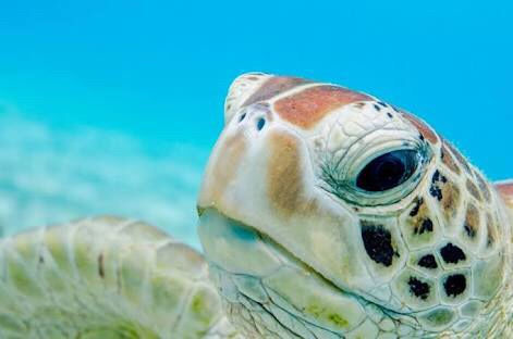 Saving Sea Turtles