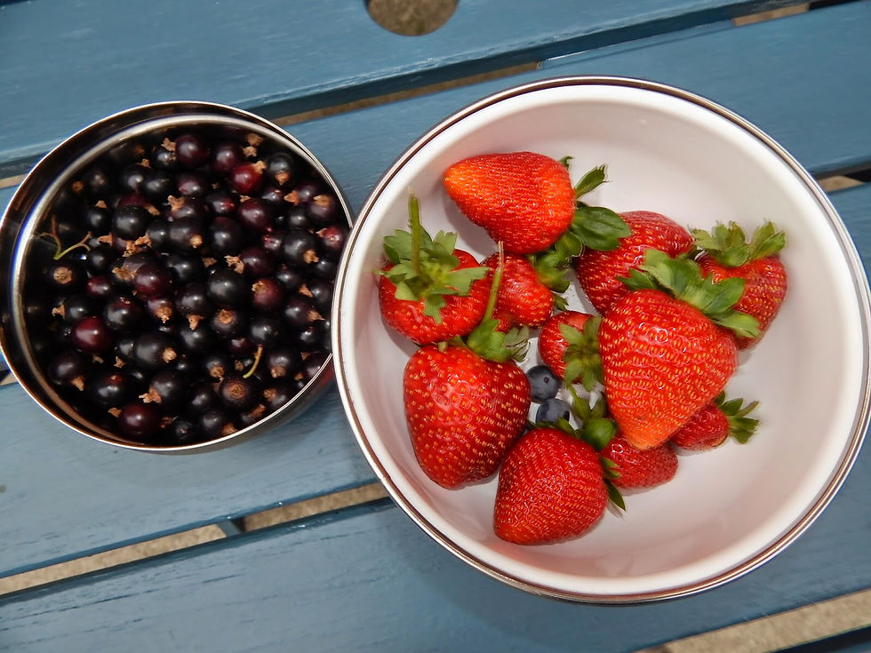 A typical berry harvest every 2 days.