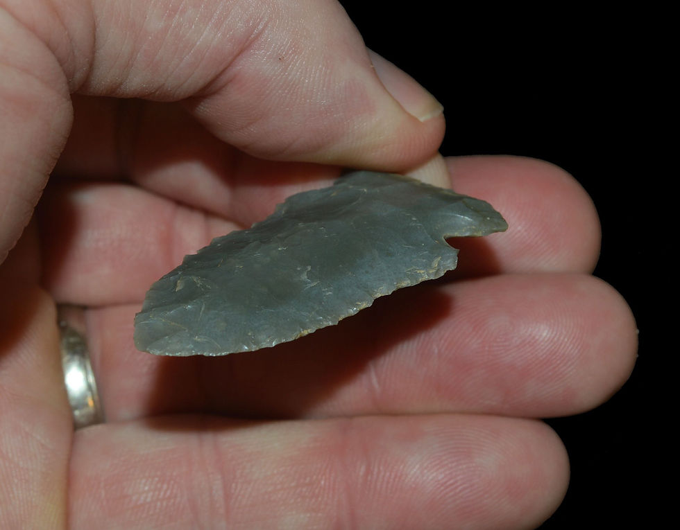 Thumbnail: Pine Tree Kentucky EB