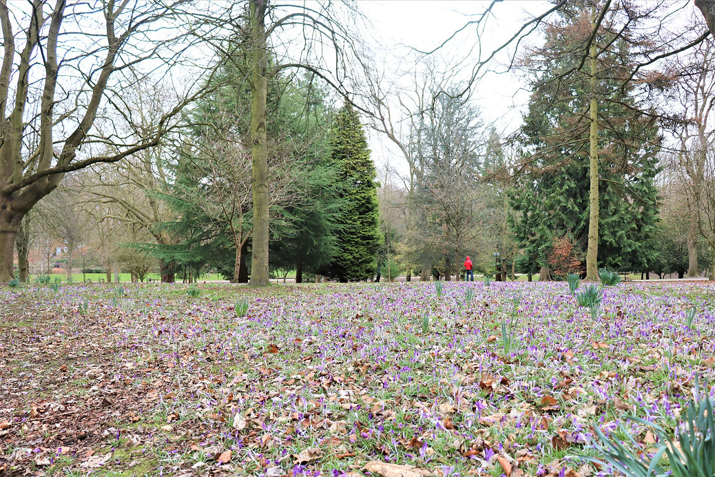 Crocuses & Woodland, Walsall Arboretum - 3rd March 2023 - Tom Heyes.JPG