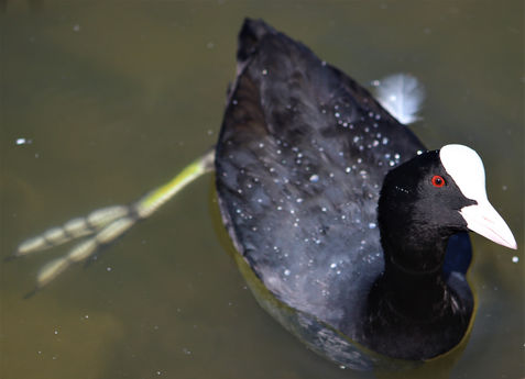 Coot, Walsall Arboretum - 13th August 2022 - Tom Heyes.jpg