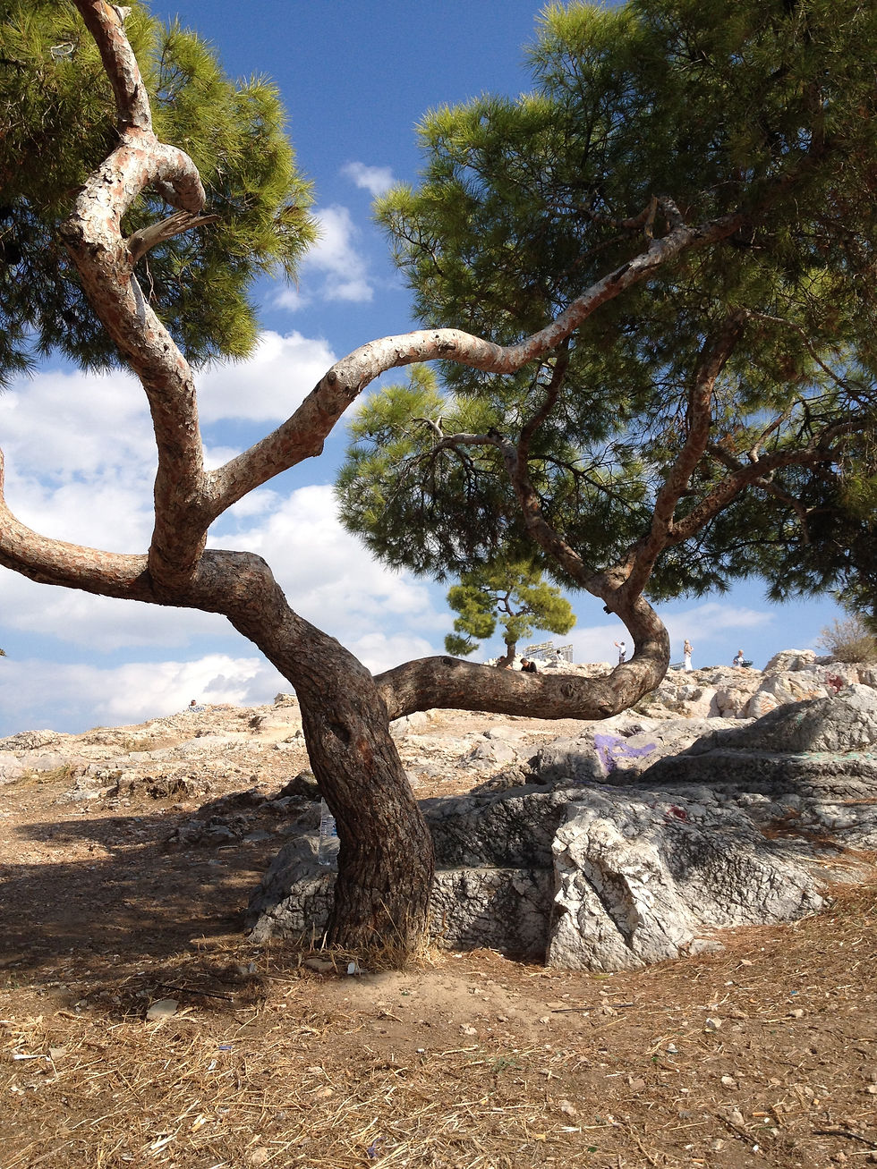 Meditation Tree