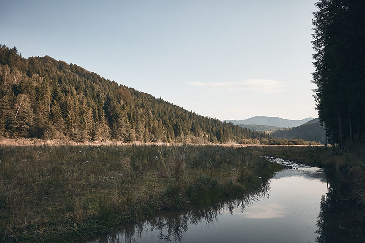 Forest River View