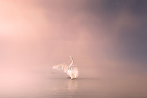 swan-4170400_1920.jpg