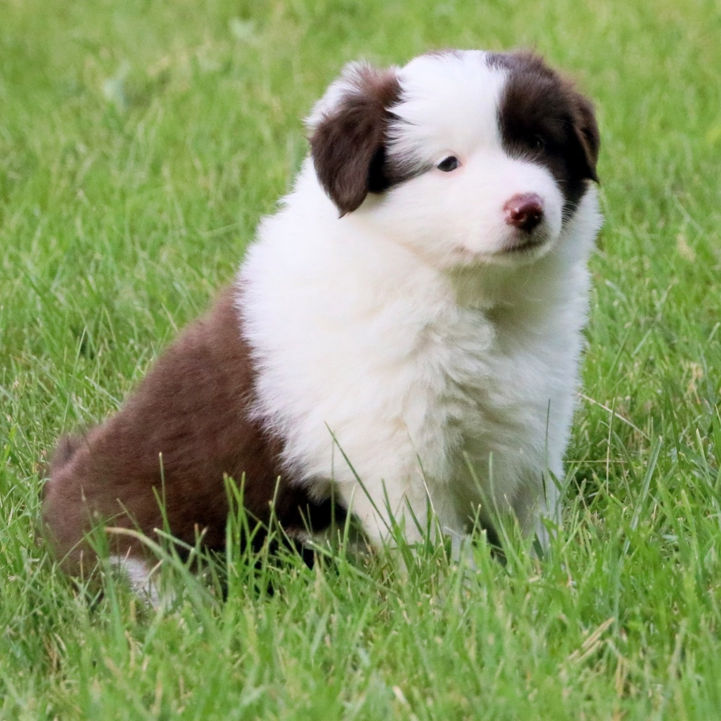 mini border collie