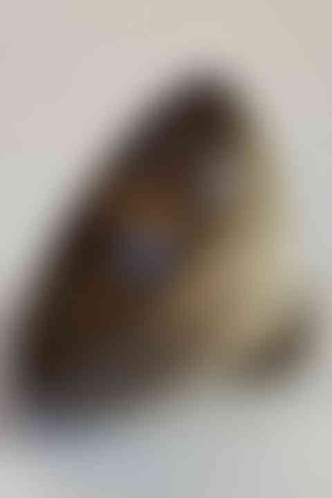 Guinomi