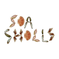 sea shells logo.png