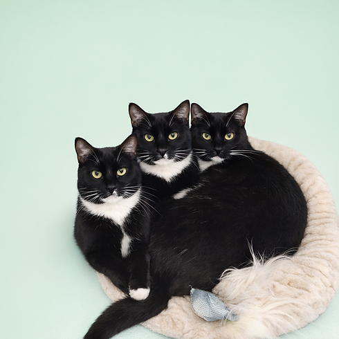 Three black and white cats sit together in a cozy circular bed on a light green background.