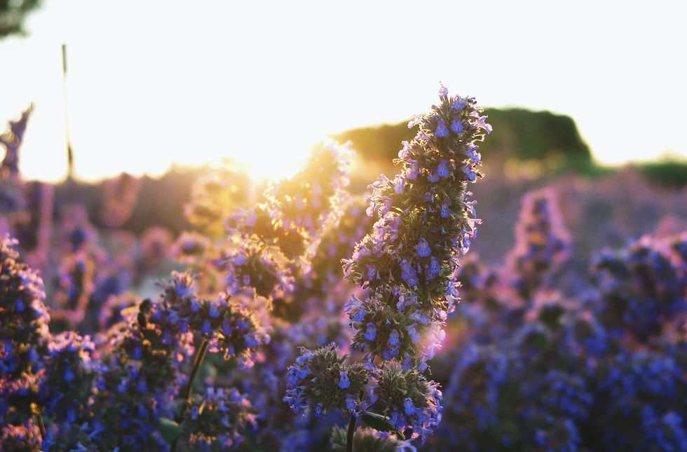 purple flowers in tilt shift lens_edited.jpg