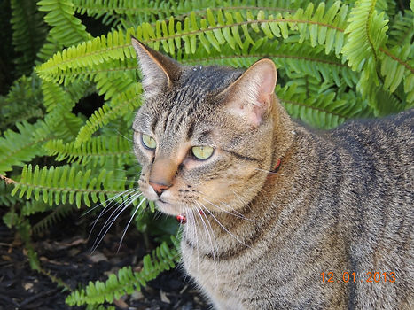 Tabby cat with green eyes sitting near ferns, showcasing its facial features.