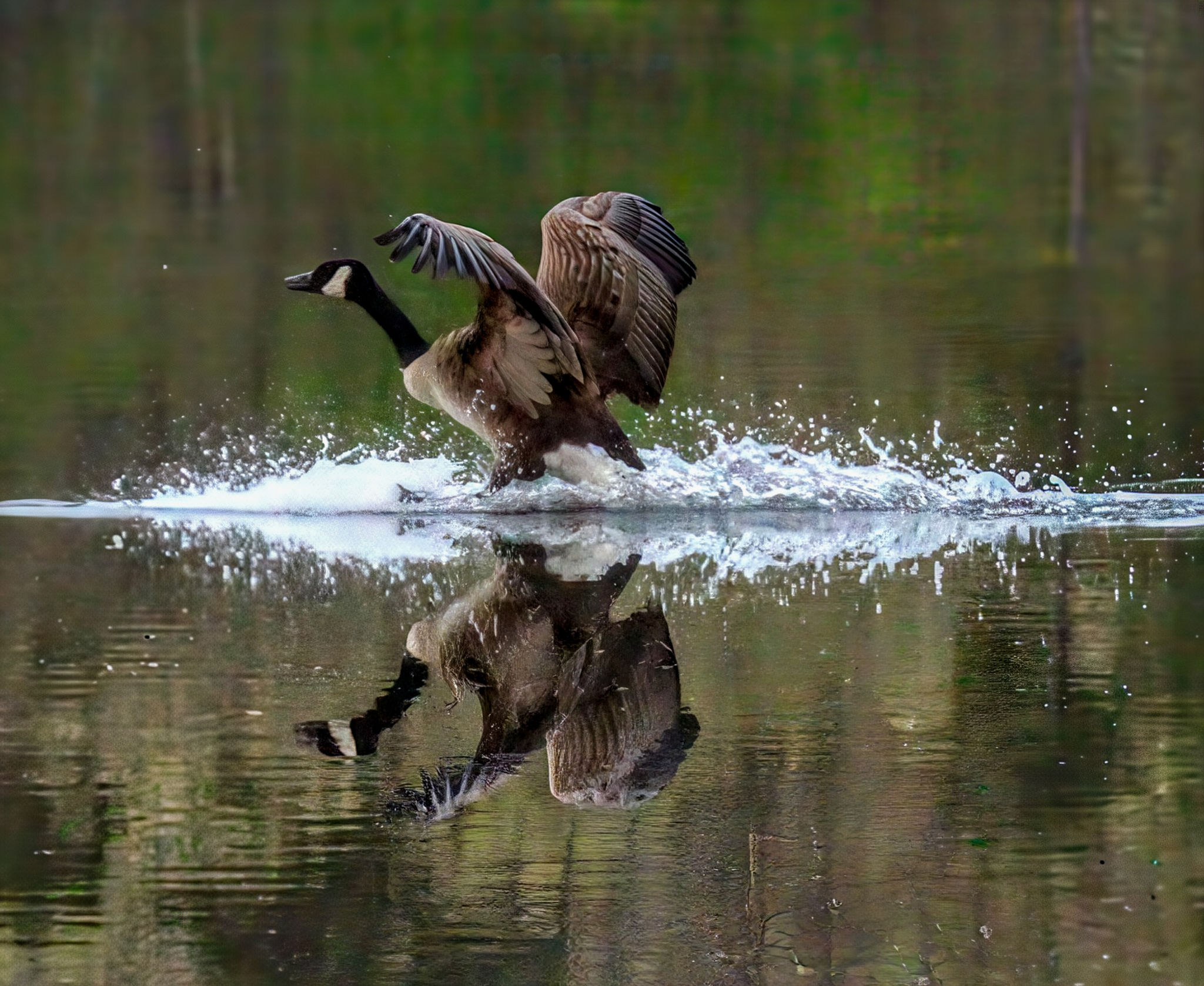 Goose Splash