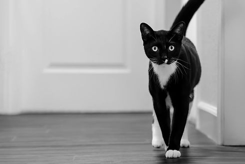 Black and white cat walking in a hallway with white walls and wooden floor.