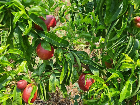 WhatsApp Image 2025-03-06 at 11.40.11 (1).jpeg