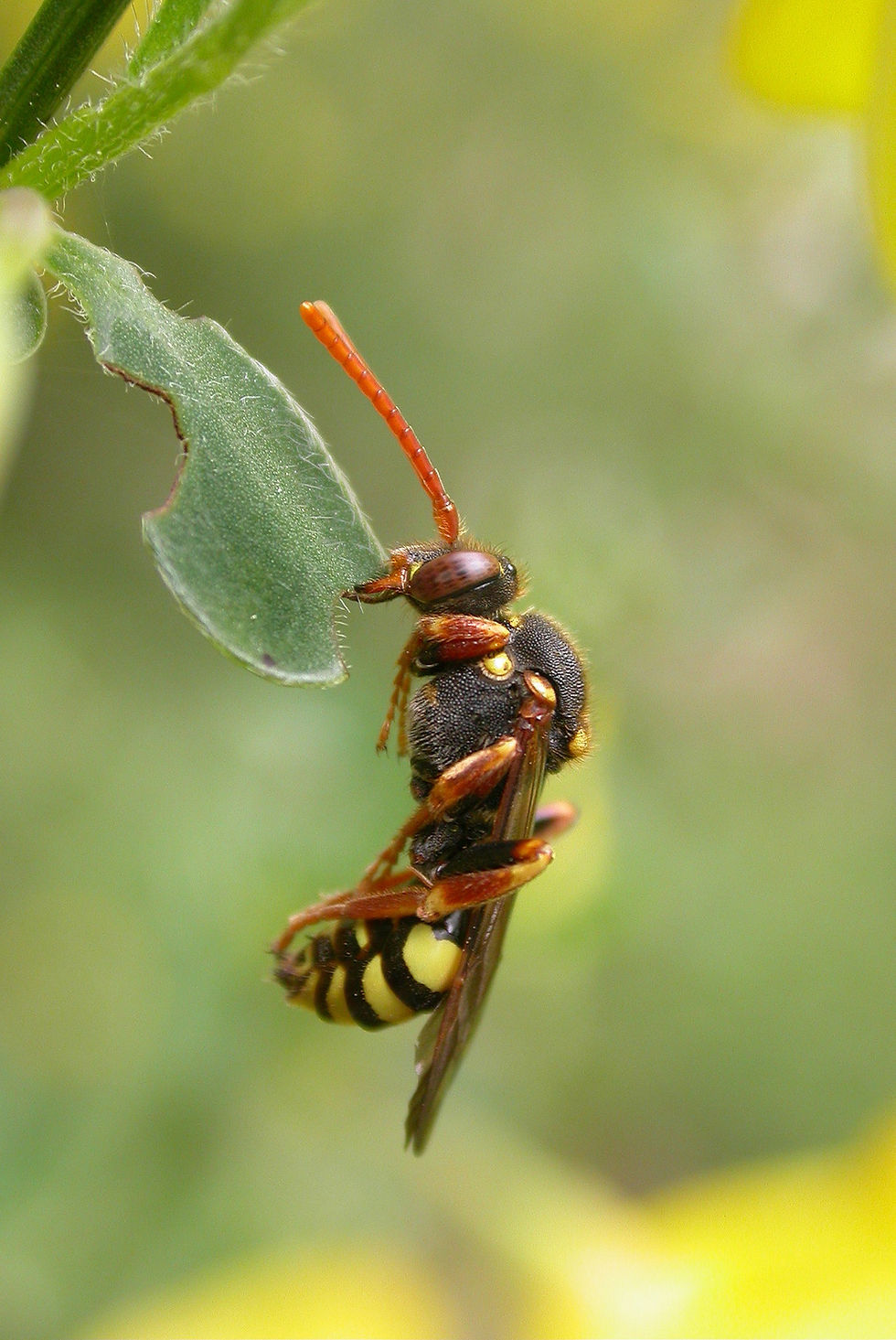 A Nomad bee (by Giles San Martin)