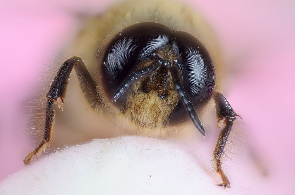 The large black wrap around eyes of a honeybee drone