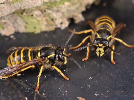 Wasps - what do they do?
