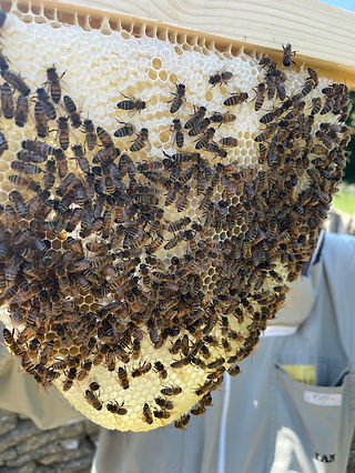 Close up of honeycomb with bees on the face of the comb