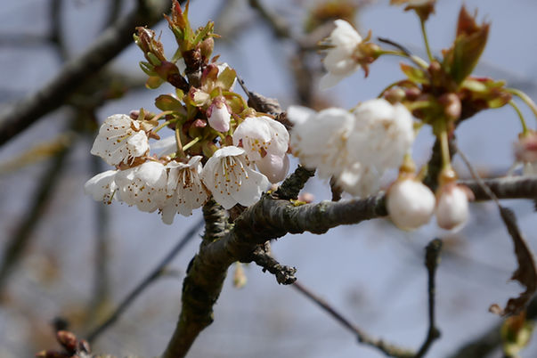 Bee friendly trees - White wild cherry blossom in bloom