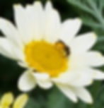 A solitary bee covered in pollen