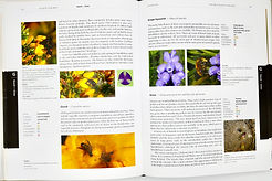 Sample pages - Plants for Bees.jpeg