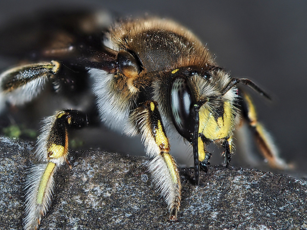 Close up of a Wool Carder bee (Anthidium manicatum) and its compound eye - Courtesy of Gilles San Martin up of a honeybee eye