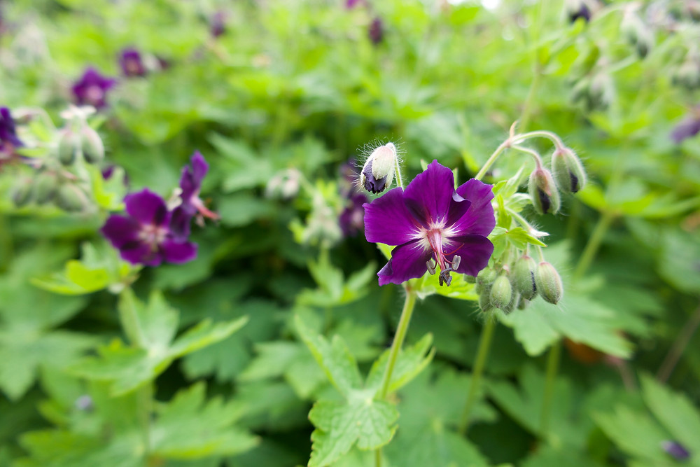This Dusky Cranesbill is beautiful plant that honeybees and bumblebees love. Great for pollen and nectar too.