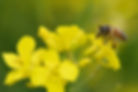 Why do bees make honey - A honeybee feeding on a yellow OSR flower - image is courtesy of Gilles San Martin - Harry's Honey Cheltenham