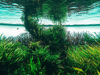 Underwater picture of algae (source of Omega 3)