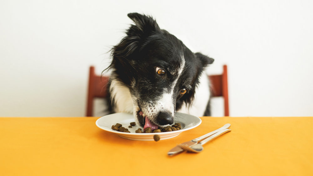Dog Feeding Fundamentals Things You Can Feed To Your Dog