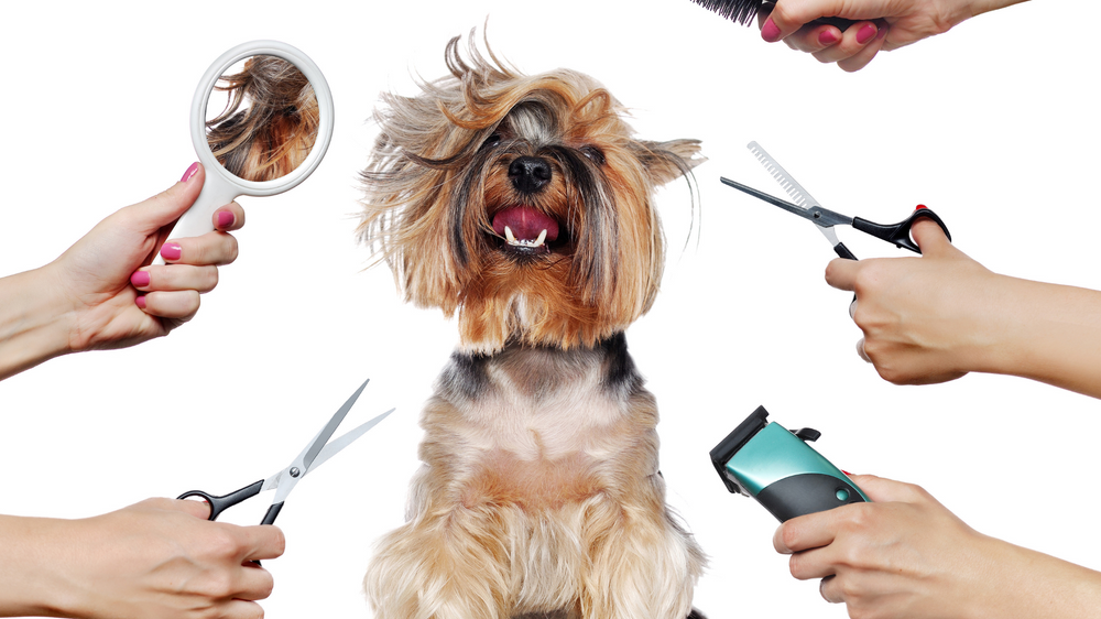 Why grooming is important for your pet pupkitt pet care