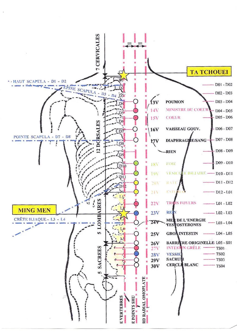 reflexologie_dorsale-1920w.webp