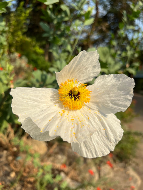 Coulter's Matilija Poppy.jpeg