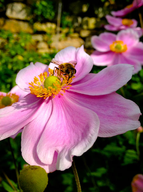 Hovering on a Cosmos.JPG