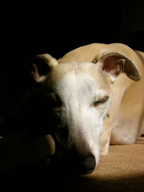 Sleepy Whippet.JPG