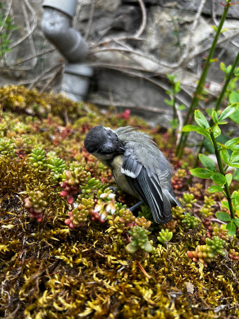 Baby Great Tit 2.jpeg