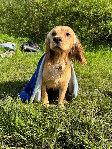 Post Spaniel Swim.jpeg