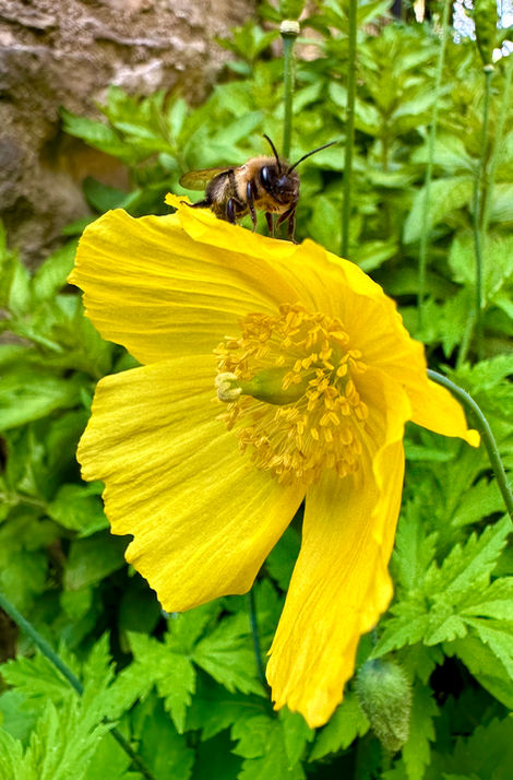 Can't Catch 'Bee'.jpeg