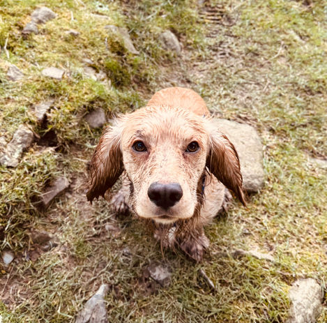 Big Ears.jpeg
