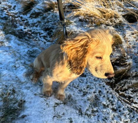 Frosty Puppy.jpeg